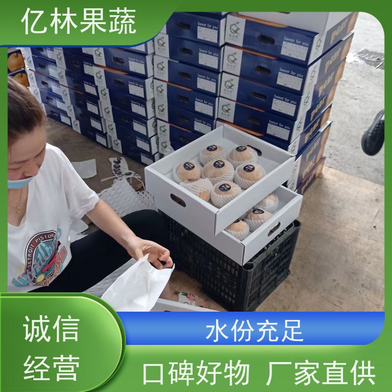 基地供应 园林嫁接桃苗 新品种挑苗 香甜可口 易栽培桃树苗