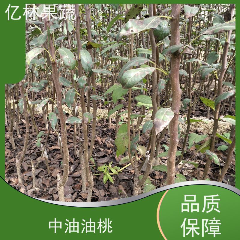 亿林苗木 黄金梨树苗 成活率高 嫁接技术指导 抗寒能力强