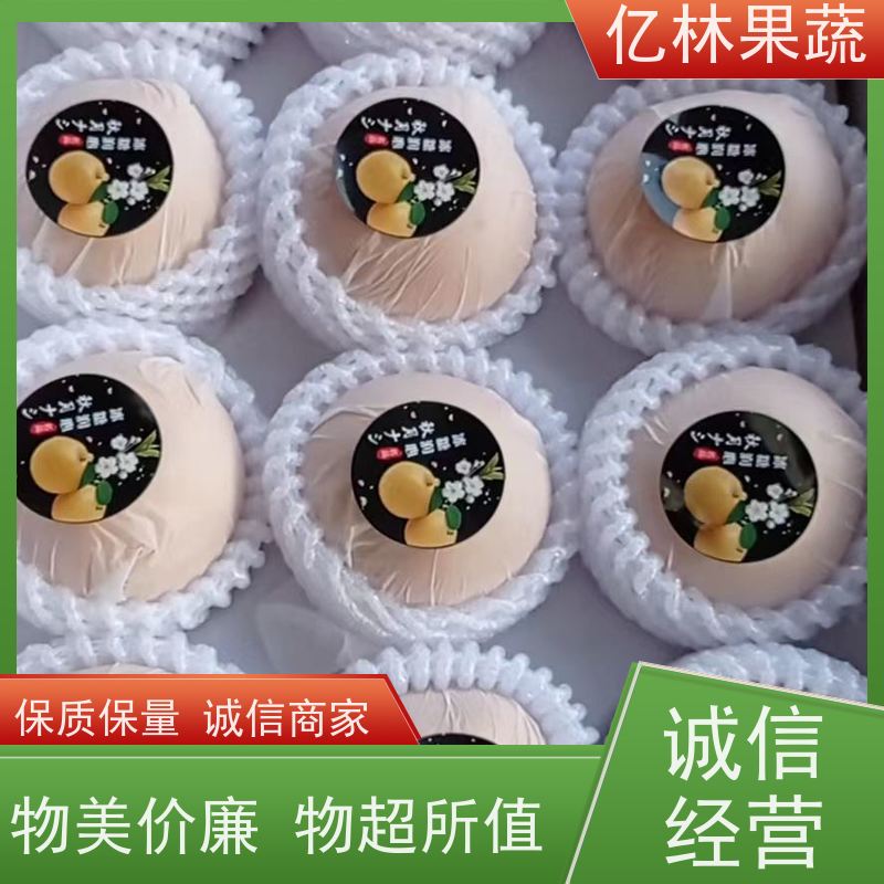 基地供应 砀山酥梨树苗 根系饱满成活率高 嫁接技术指导 抗寒能力强
