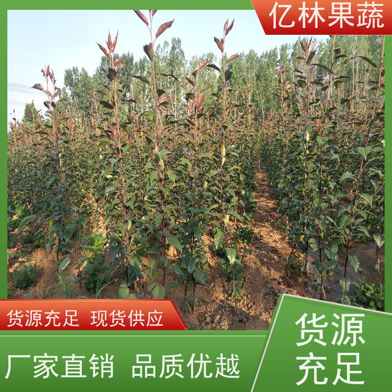 亿林苗木 基地直发 嫁接技术指导 抗寒能力强 水晶梨树苗