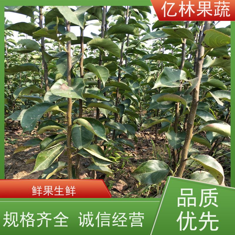 亿林苗木 桃树苗 晚熟品种桃 口感脆甜 成活率高
