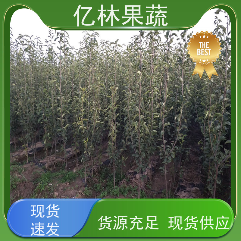 亿林苗木 园林嫁接桃苗 晚熟品种桃 口感脆甜 根系饱满成活率高