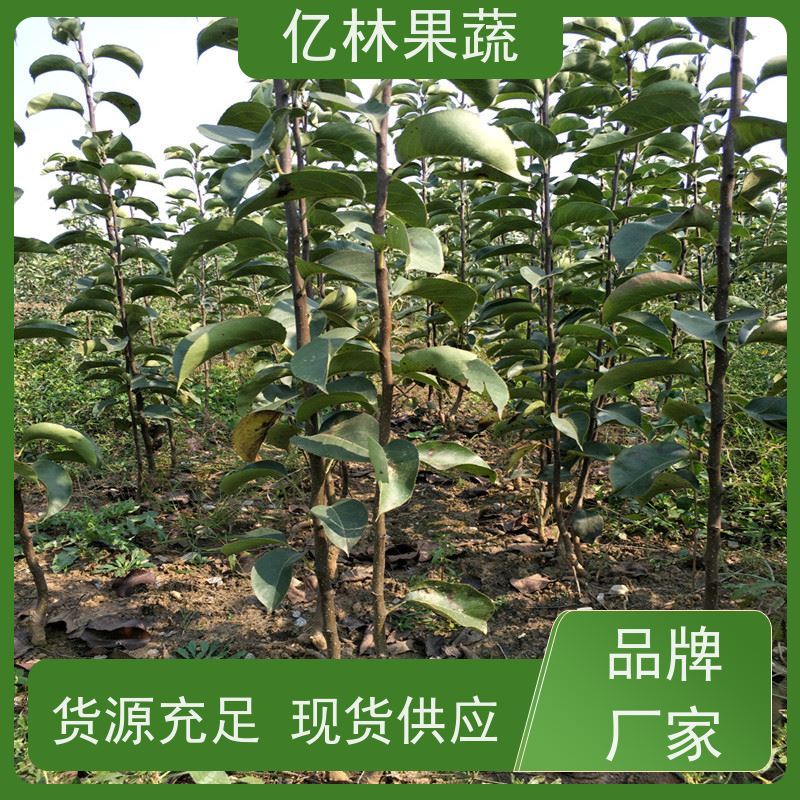 亿林苗木 奥红梨树苗 成活率高 嫁接技术指导 抗寒能力强