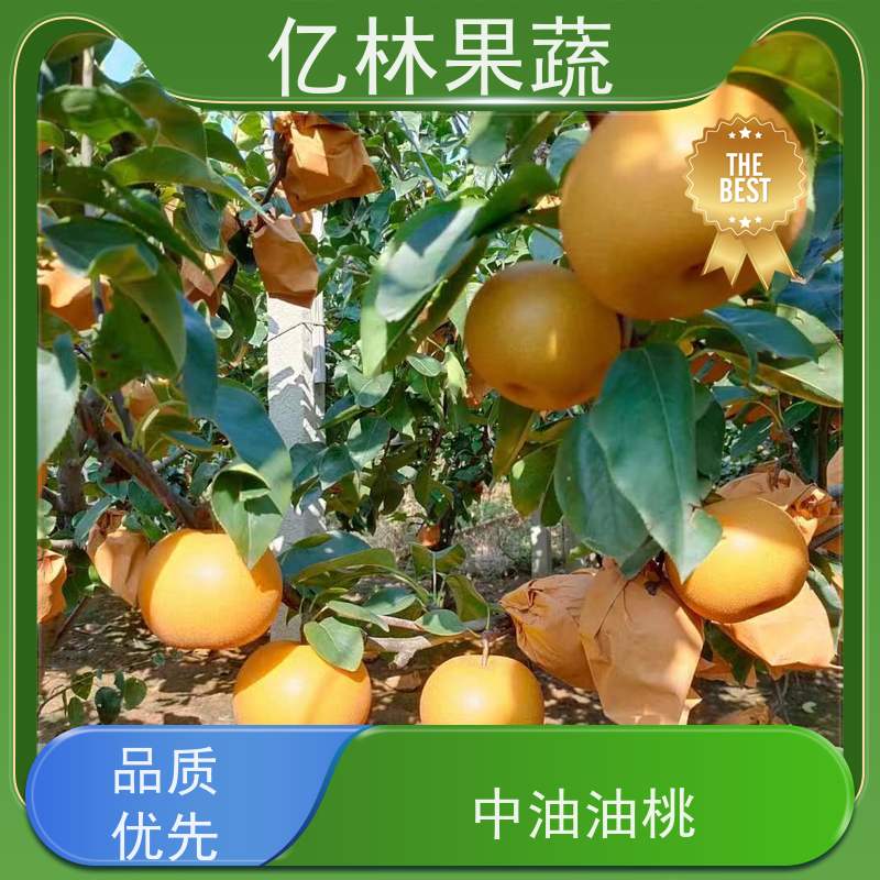 亿林苗木 成活率高 黄尊蜜梨 口感香甜 早酥红梨苗