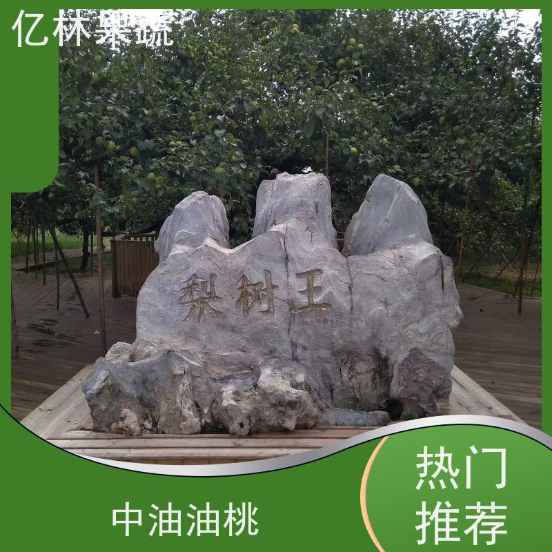 基地供应 中梨系列梨树苗 成活率高 晚熟品种梨 口感脆甜