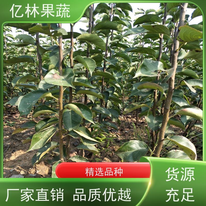 亿林苗木 桃树苗 嫁接技术指导 抗寒能力强 根系饱满成活率高