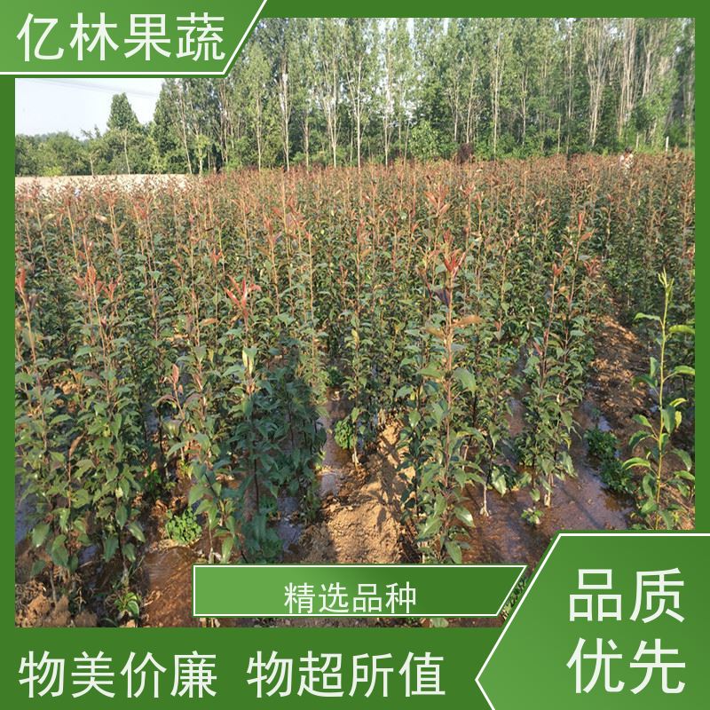 基地供应 秋彤桃 三公分现挖现发 品种齐全 易栽培桃树苗