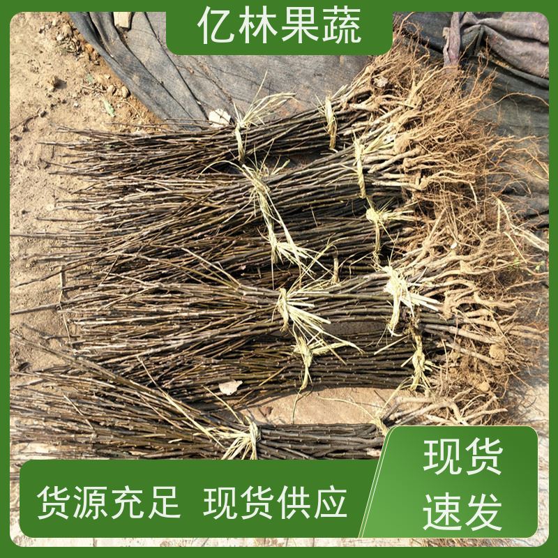 基地供应 冬桃苗 园林绿化果树苗 抗寒能力强 果实饱满味道好