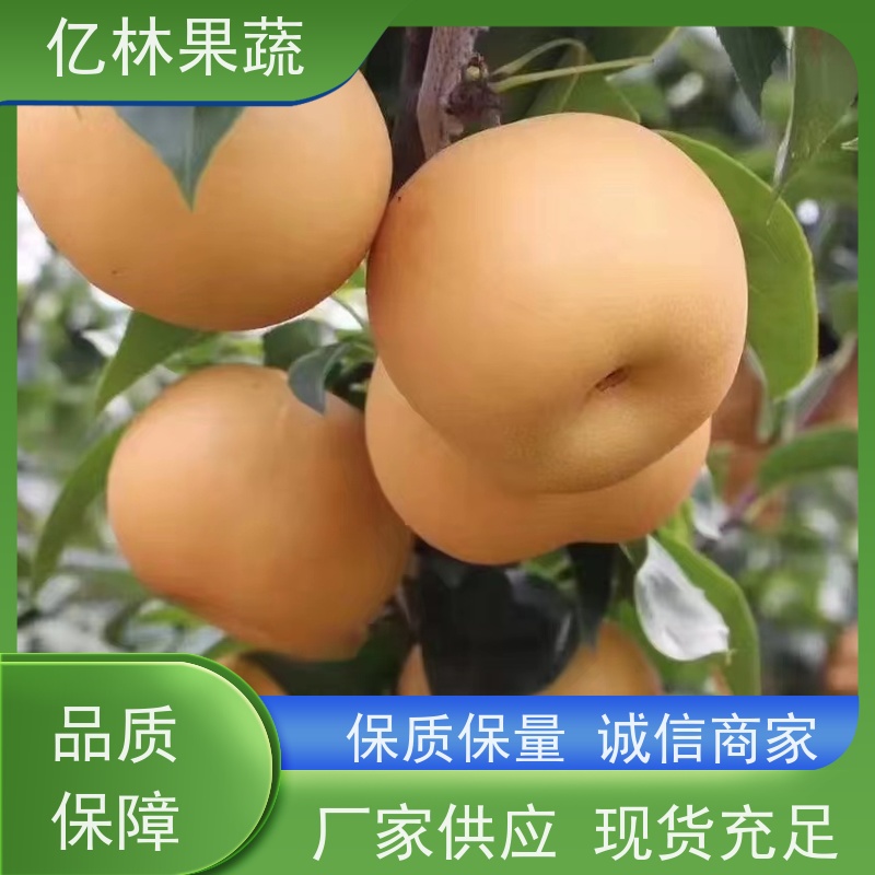 基地供应 根系饱满成活率高 嫁接技术指导 抗寒能力强 奥红梨树苗