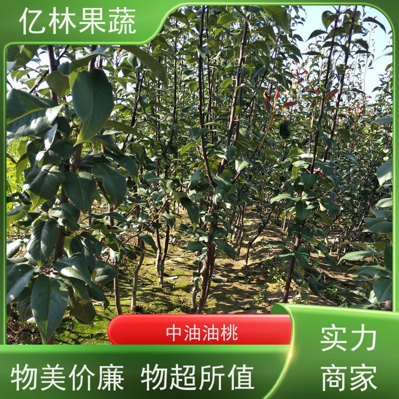 亿林苗木 金二十世纪树苗 基地培育 南北方种植 香酥梨果树