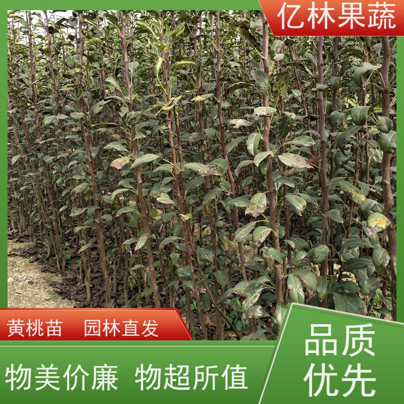亿林苗木 玉露香梨树苗 成活率高 盆栽地栽庭院红香酥梨苗