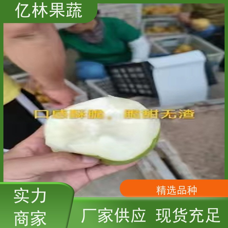 基地供应 果实饱满味道好 晚熟品种梨 口感脆甜 七月酥梨树苗