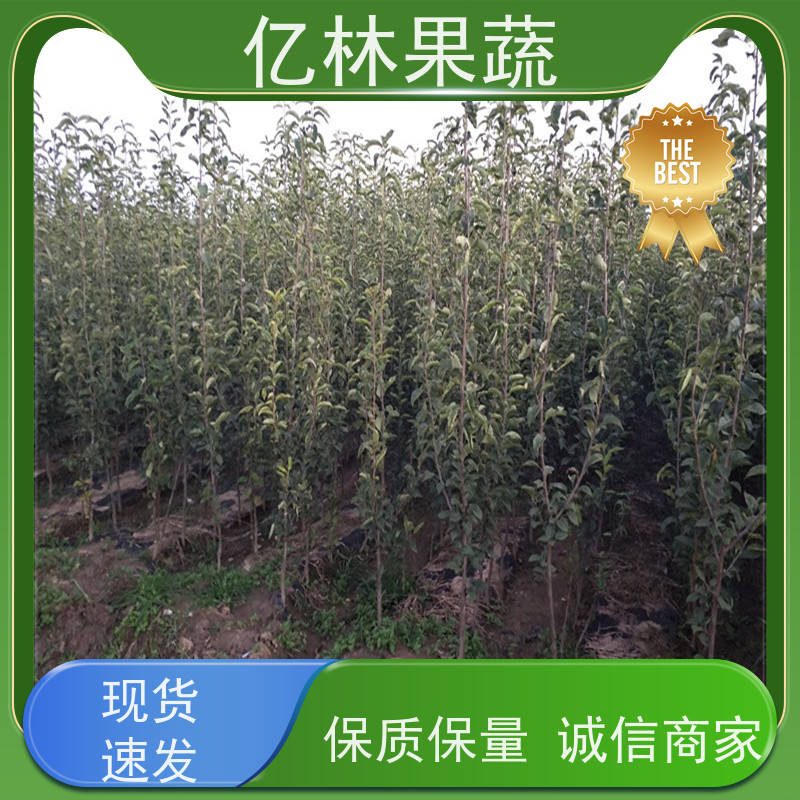 基地供应 成活率高 嫁接技术指导 抗寒能力强 金二十世纪树苗