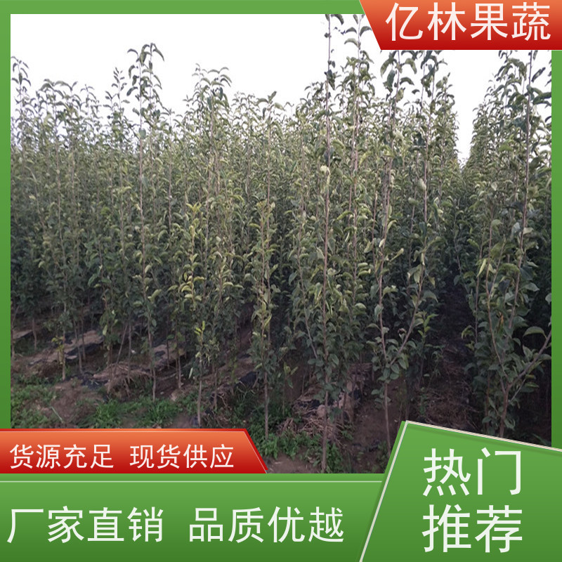 基地供应 成活率高 南北方种植 香酥梨果树 绿宝石梨树苗