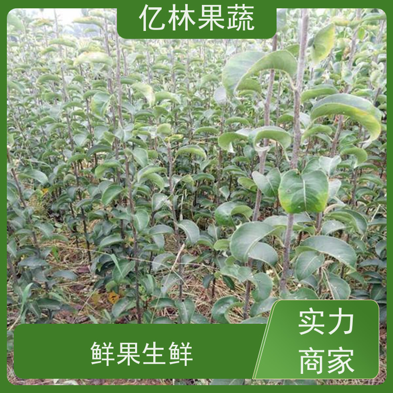 基地供应 果实饱满味道好 南北方种植 香酥梨果树 圆黄梨树苗