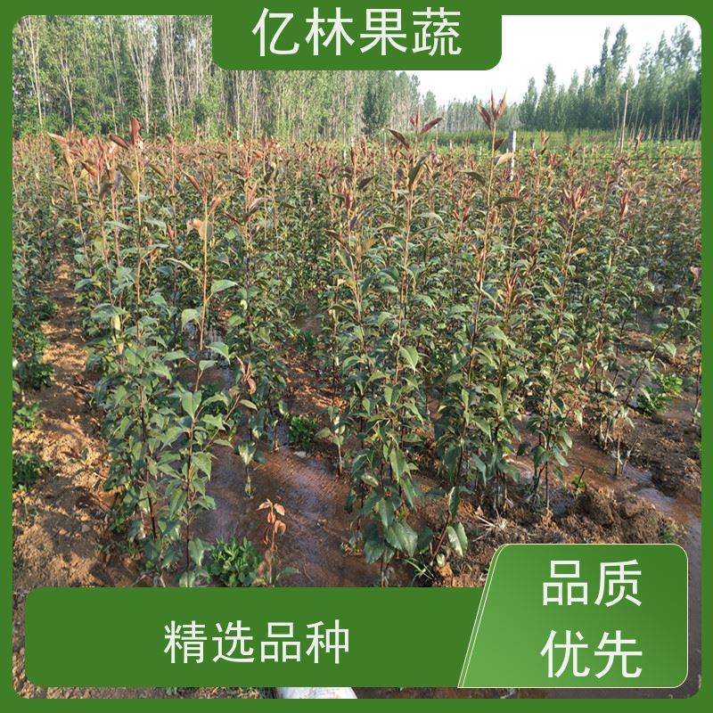 亿林苗木 油桃苗 盆栽地栽庭院桃树苗苗 根系饱满成活率高