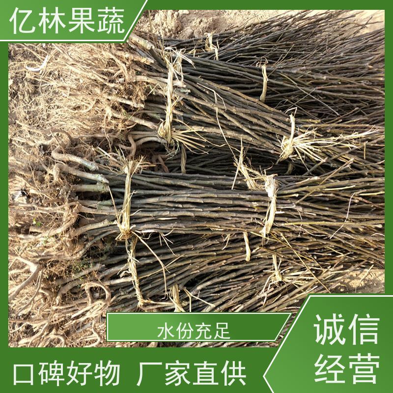基地供应 园林嫁接桃苗 三公分现挖现发 品种齐全 果实饱满味道好