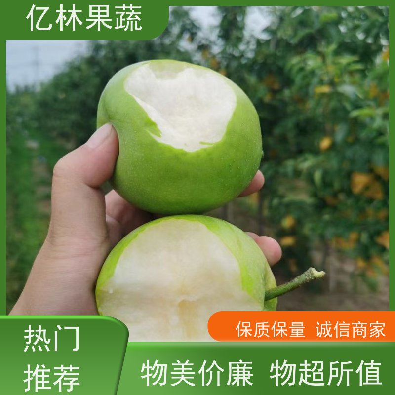亿林苗木 红星梨树苗 成活率高 新农酥梨 现挖现发