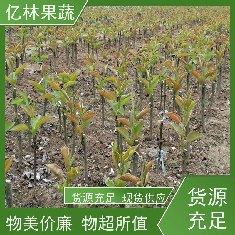 亿林苗木 黄桃苗 盆栽地栽庭院桃树苗苗 果实饱满味道好