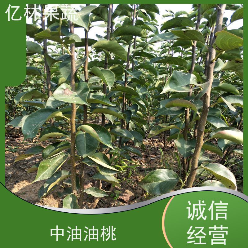 基地供应 秋彤桃 三公分现挖现发 品种齐全 果实饱满味道好