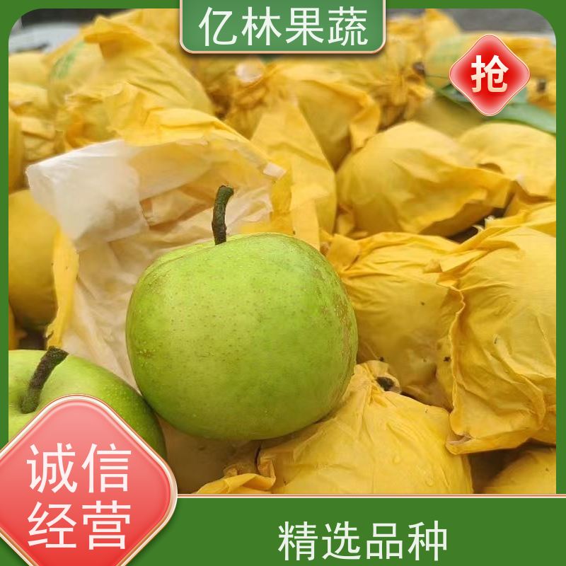 基地供应 金二十世纪树苗 根系饱满成活率高 梨树果苗批发 自家园林