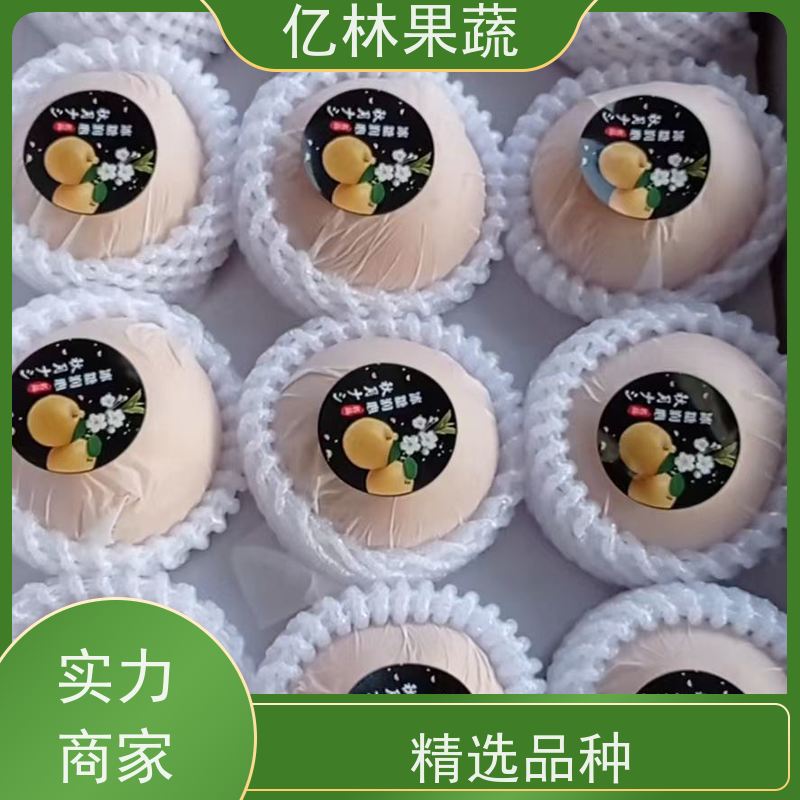 基地供应 水晶梨树苗 成活率高 三公分现挖现发 品种齐全