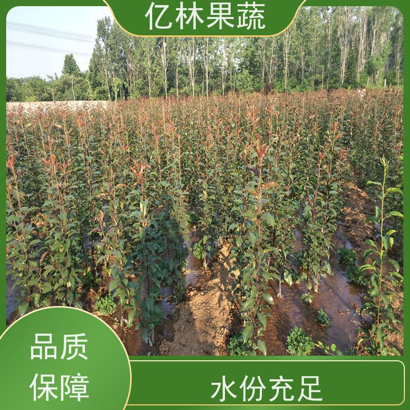 亿林苗木 基地直发 晚熟品种梨 口感脆甜 中秋红梨树苗