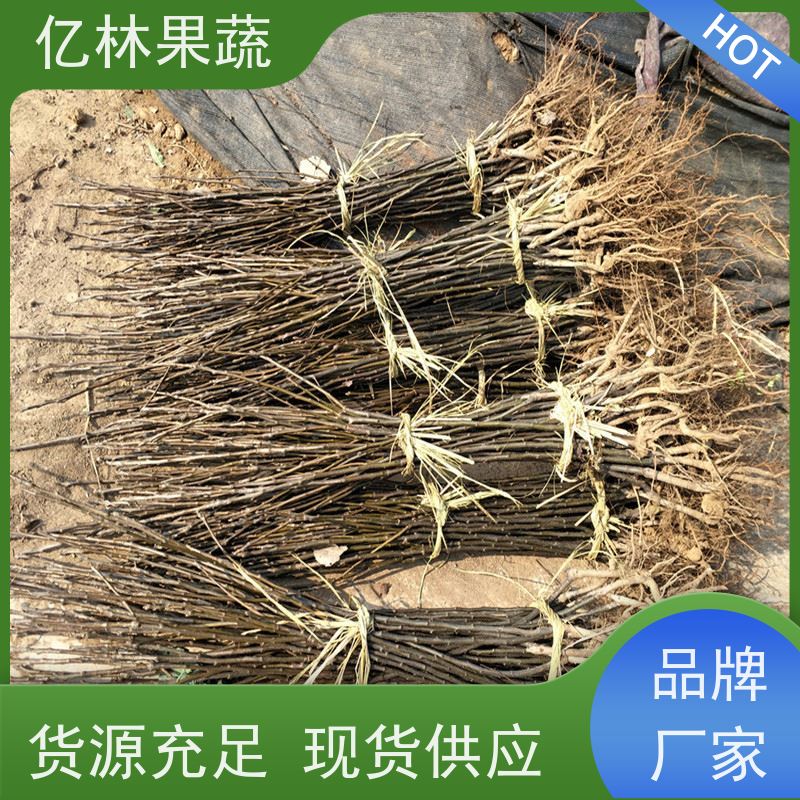 亿林苗木 冬桃苗 南北方种植 桃树果树苗 根系饱满成活率高