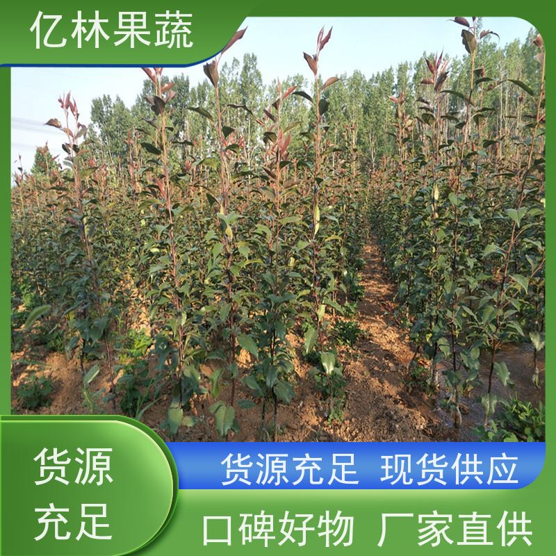 亿林苗木 早酥梨树苗 基地培育 晚熟品种梨 口感脆甜