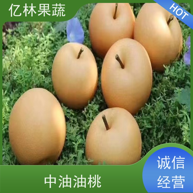 基地供应 黄桃苗 三公分现挖现发 品种齐全 成活率高