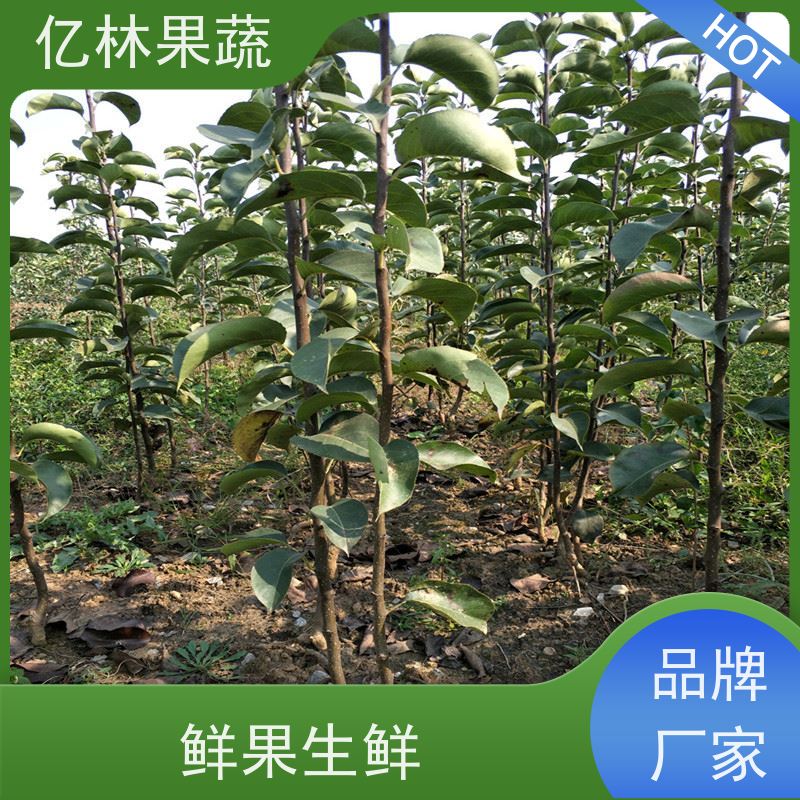 亿林苗木 根系饱满成活率高 新品种梨苗 香甜可口 红星梨树苗