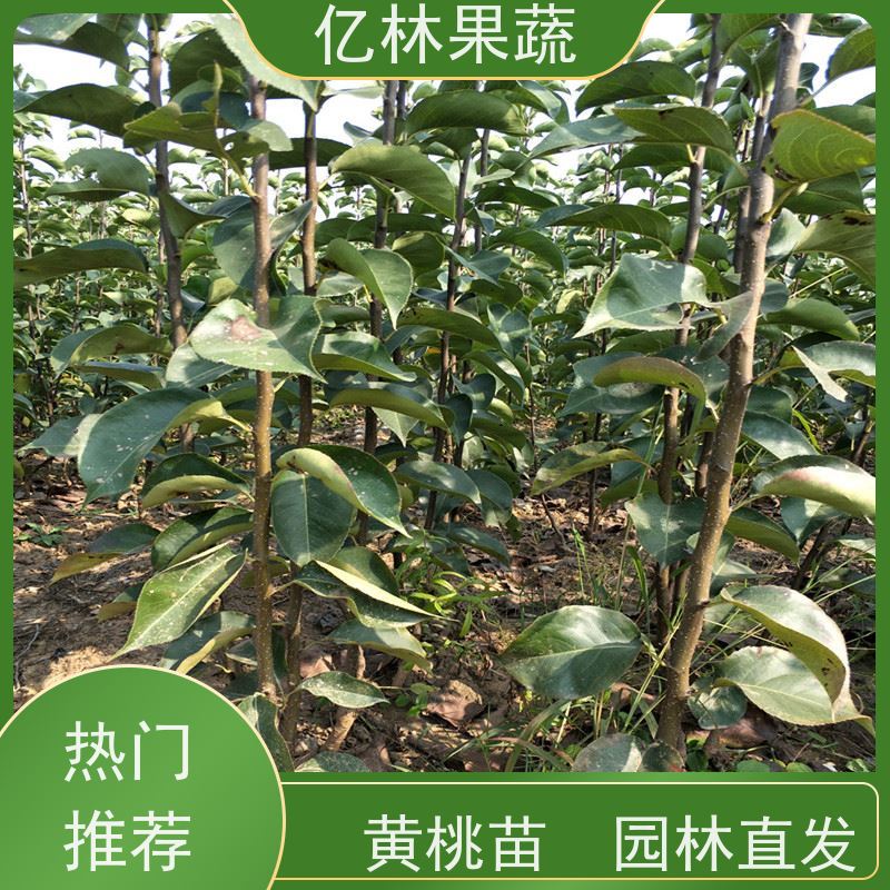 亿林苗木 园林嫁接桃苗 新品种挑苗 香甜可口 易栽培桃树苗