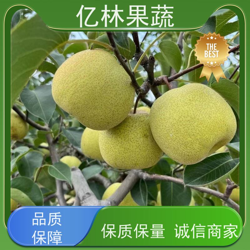 亿林苗木 红巴梨树苗 成活率高 南北方种植 香酥梨果树