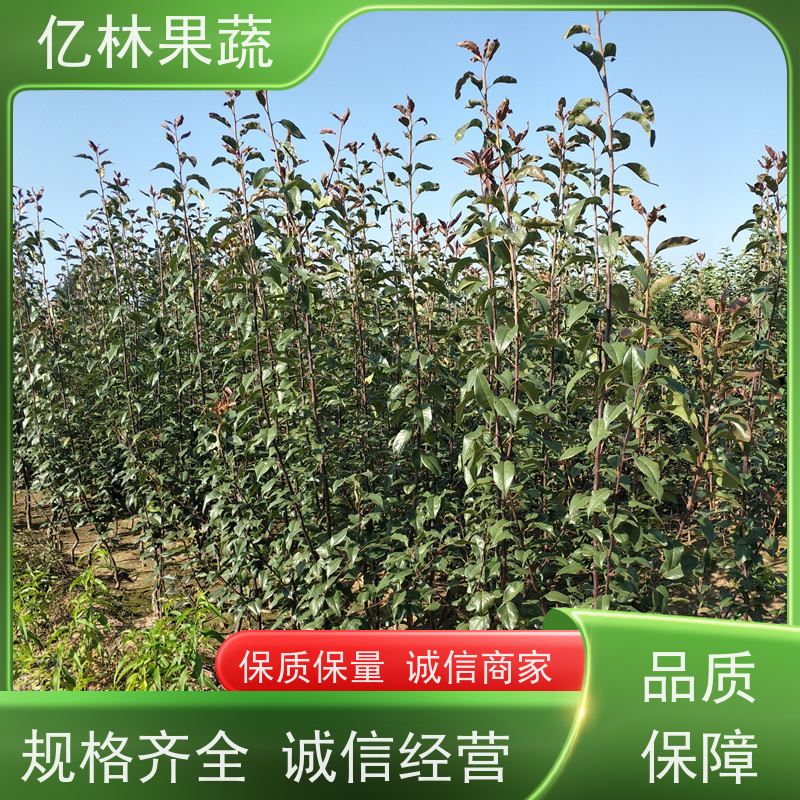 亿林苗木 七月酥梨树苗 果实饱满味道好 黄尊蜜梨 口感香甜