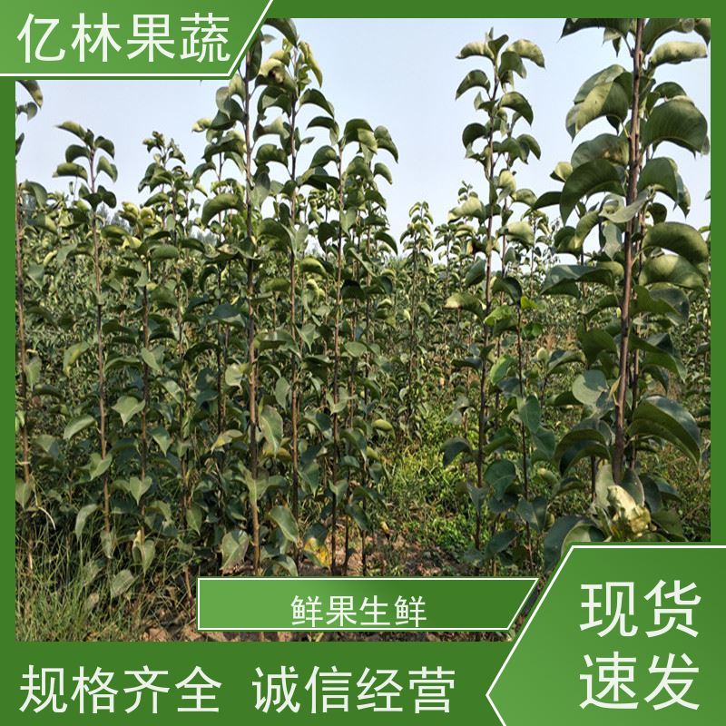 亿林苗木 玉露香梨树苗 果实饱满味道好 特产果树梨幼苗