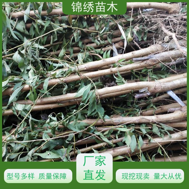 黄金蜜基地供应 红蜜秋彤中油锦绣黄桃树苗 植株健壮品种纯 现挖现卖