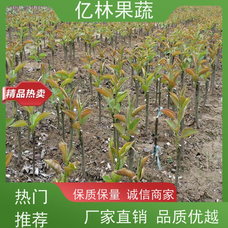 基地供应 果实饱满味道好 三公分现挖现发 品种齐全 中华玉梨树苗