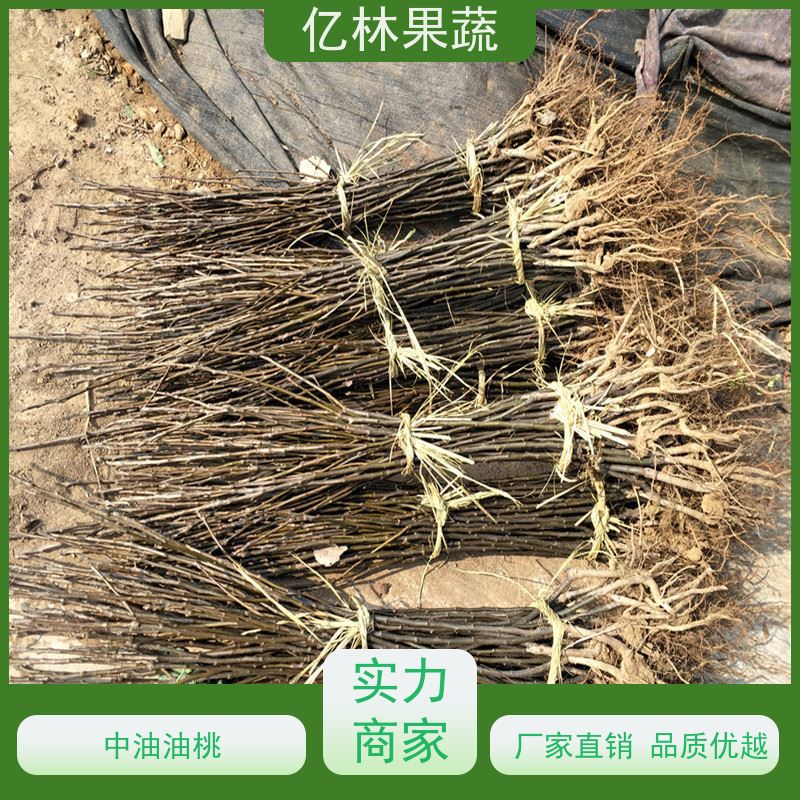 亿林苗木 根系饱满成活率高 晚熟品种梨 口感脆甜 玉露香梨树苗