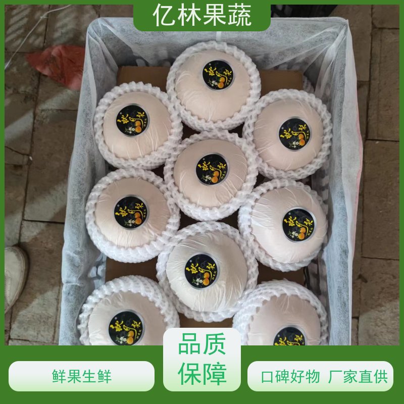 亿林苗木 中华玉梨树苗 根系饱满成活率高 晚熟品种梨 口感脆甜