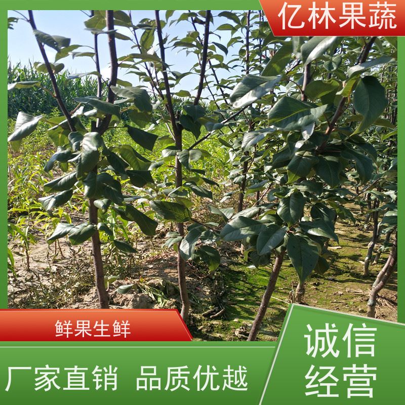 基地供应 园林嫁接桃苗 盆栽地栽庭院桃树苗苗 成活率高