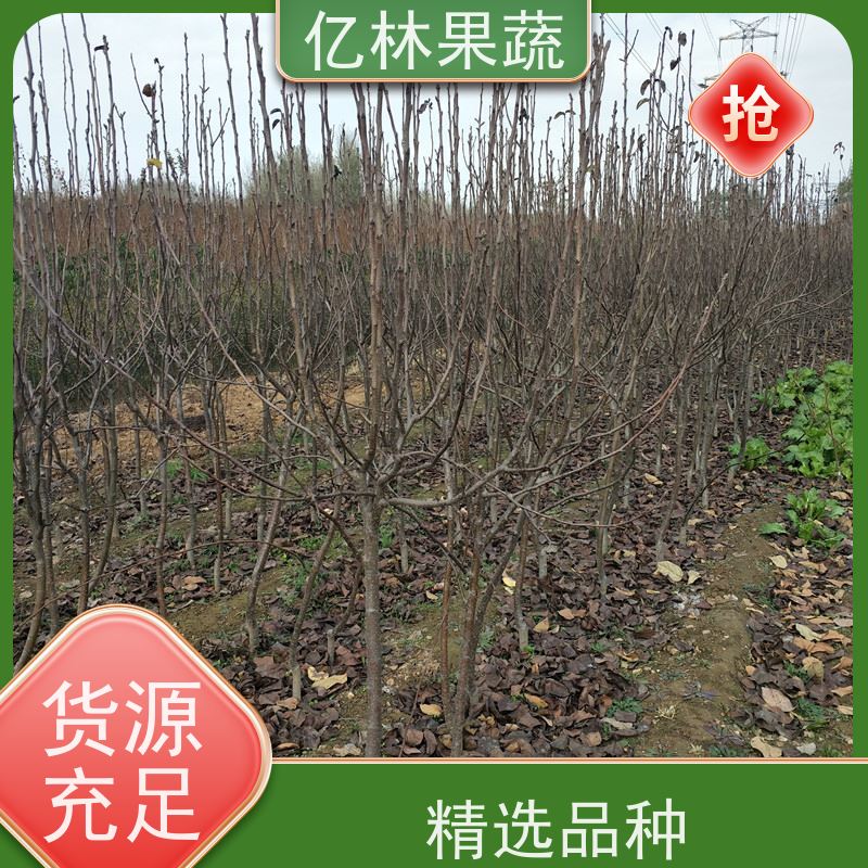基地供应 成活率高 晚熟品种梨 口感脆甜 七月酥梨树苗