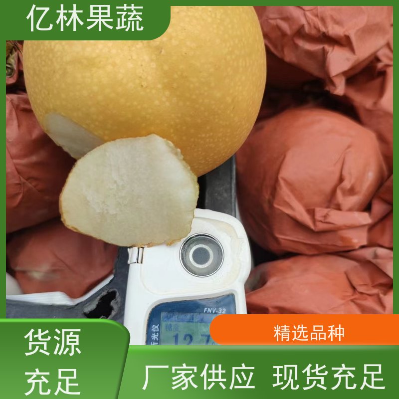 基地供应 黄金梨树苗 成活率高 晚熟品种梨 口感脆甜