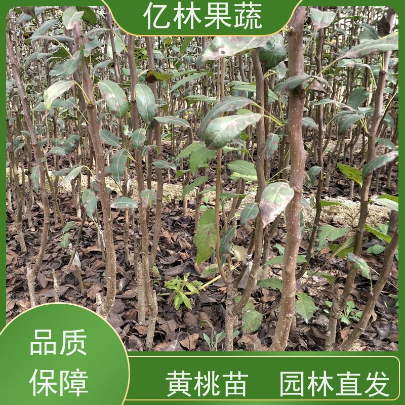基地供应 红香酥梨树苗 根系饱满成活率高 新品种梨苗 香甜可口