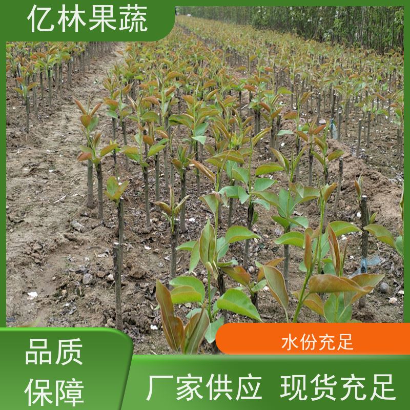 亿林苗木 油桃苗 园林绿化果树苗 抗寒能力强 根系饱满成活率高