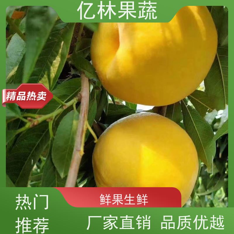 亿林苗木 秋彤桃 现挖现发 口感香甜 根系饱满成活率高