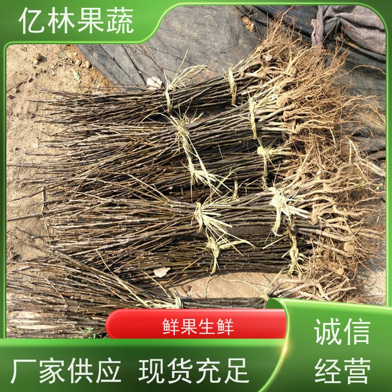 亿林苗木 油桃苗 现挖现发新鲜 粗两公分 果实饱满味道好