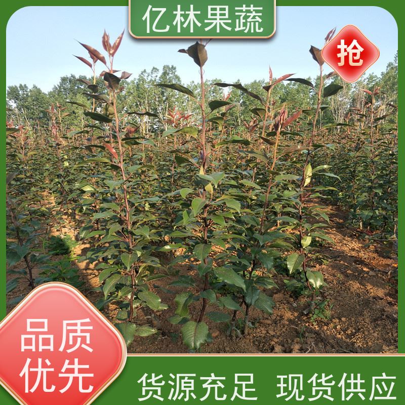 亿林苗木 桃树苗 嫁接技术指导 抗寒能力强 根系饱满成活率高