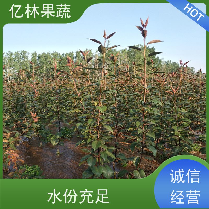 基地供应 根系饱满成活率高 三公分现挖现发 品种齐全 中秋红梨树苗