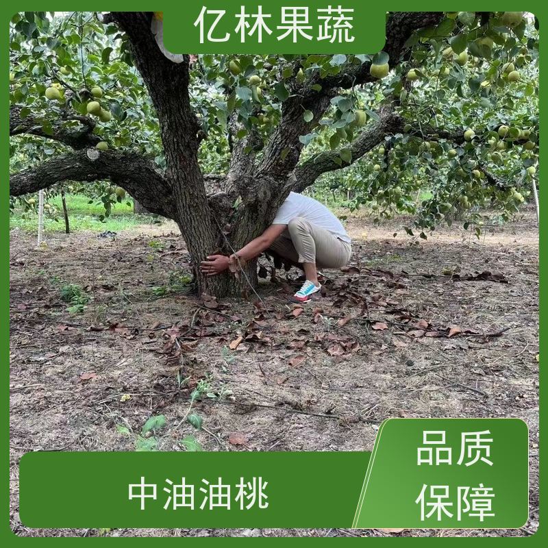 亿林苗木 果实饱满味道好 特产果树梨幼苗 七月酥梨树苗