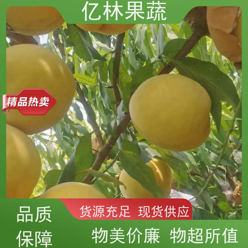 基地供应 根系饱满成活率高 三公分现挖现发 品种齐全 嫁接梨树苗